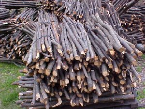  Image name: 22 Carbonai.jpg 
 width: 300 pixel 
 height: 225 pixel 
 Size: 33252 bytes 
 Click to enlarge 